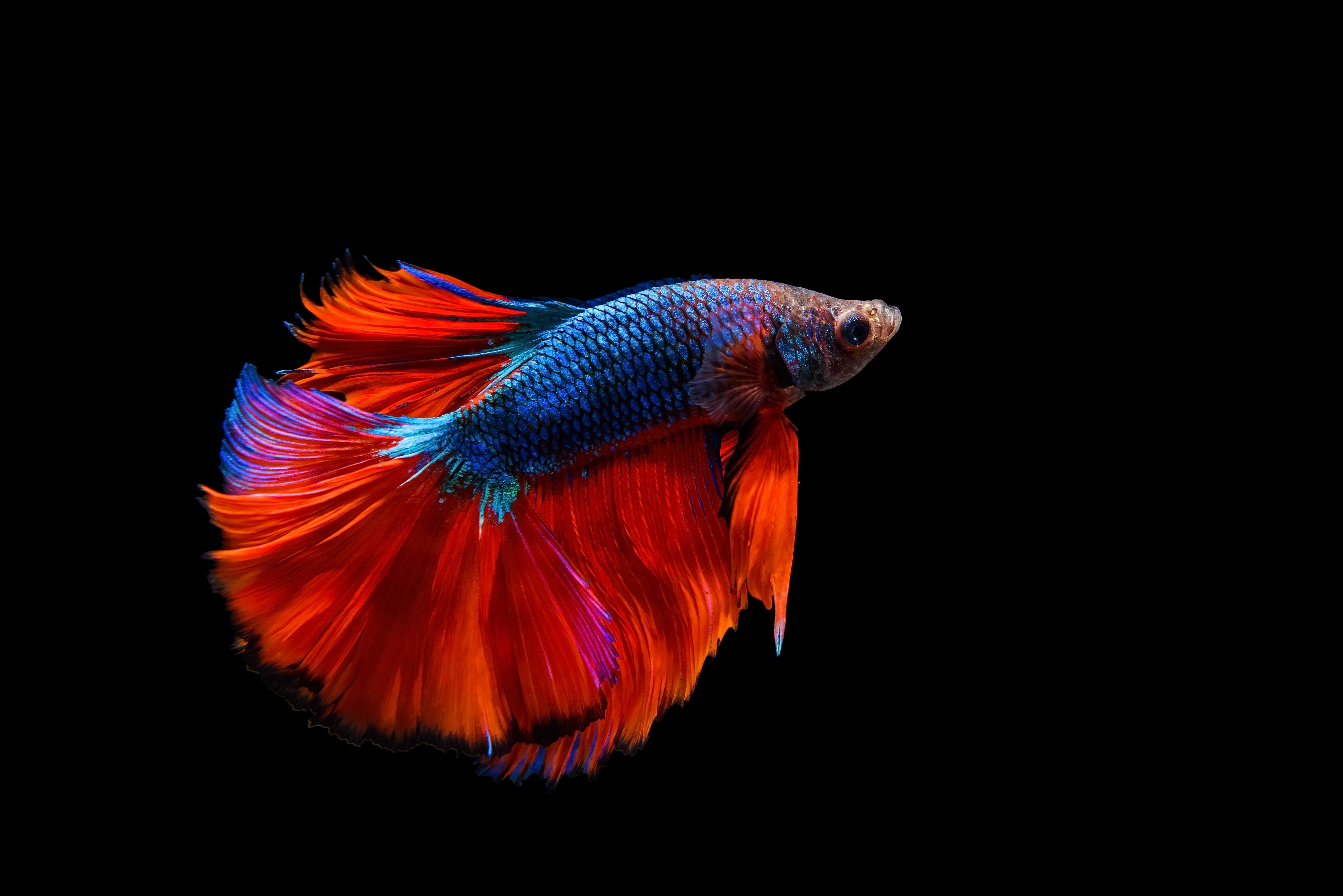 LED/LCD